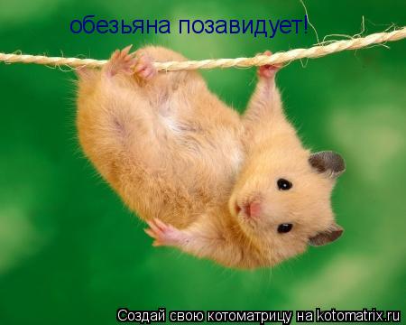 обезьяна позавидует!... Котоматрица: обезьяна позавидует!