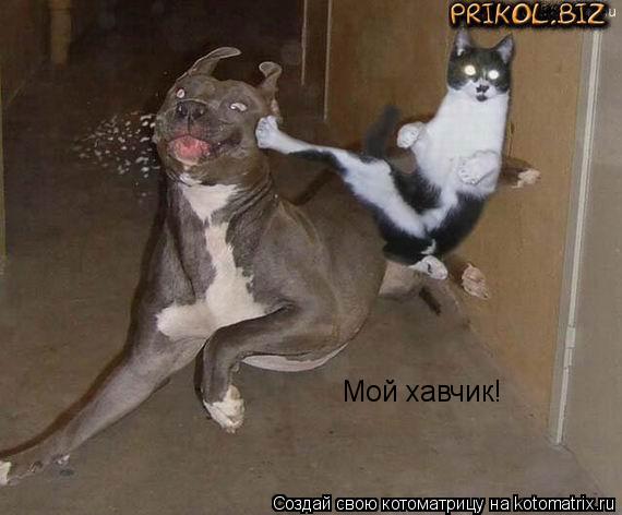 Мой хавчик!... Котоматрица: Мой хавчик!
