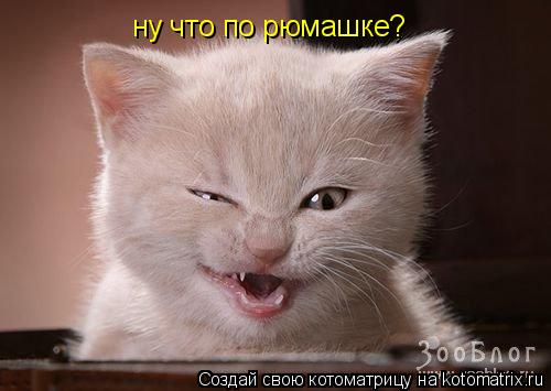 ну что по рюмашке?... Котоматрица: ну что по рюмашке?
