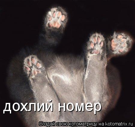 Котоматрица: дохлий номер