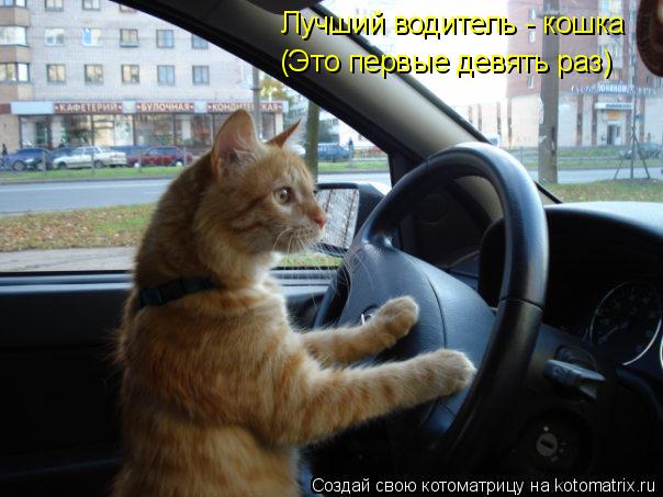 Котоматрица: Лучший водитель - кошка (Это первые девять раз)