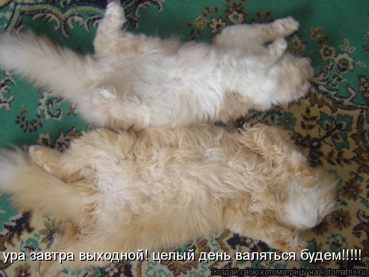 Котоматрица: ура завтра выходной! целый день валяться будем!!!!!