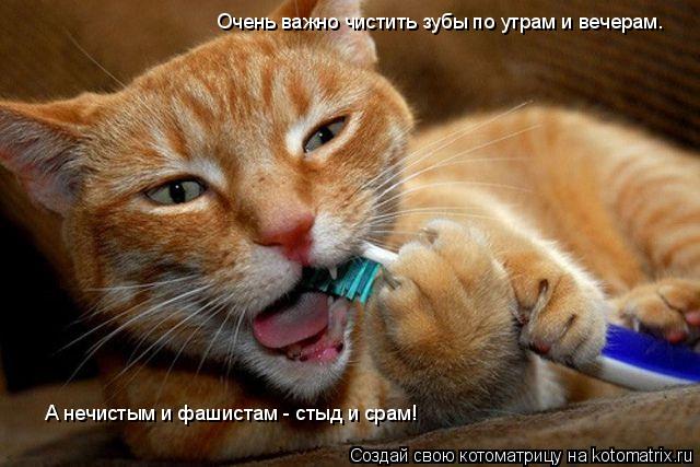 Очень важно чистить зубы по утрам и вечерам. Очень важно чистить зубы по утрам и вечерам. А нечистым ... Котоматрица: Очень важно чистить зубы по утрам и вечерам. Очень важно чистить зубы по утрам и вечерам. А нечистым и фашистам - стыд и срам! А нечистым и фаш
