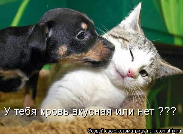 Котоматрица: У тебя кровь вкусная или нет ???