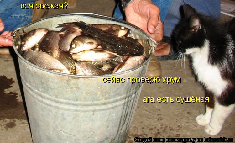 Котоматрица: вся свежая? сейас проверю хрум ага есть сушёная