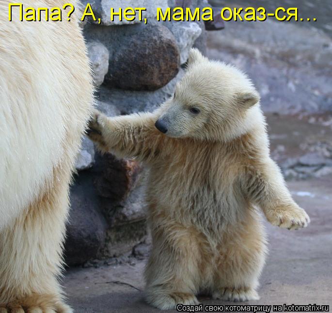 Котоматрица: Папа? А, нет, мама оказ-ся...