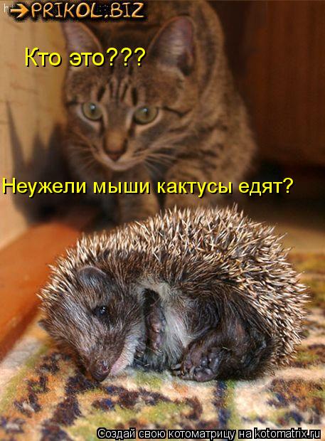 Котоматрица: Кто это??? Неужели мыши кактусы едят?