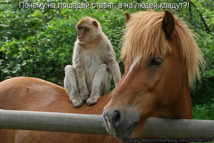 Котоматрица: Почему на лошадей ставят, а на людей кладут?!