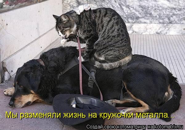 Мы разменяли жизнь на кружочки металла...... Котоматрица: Мы разменяли жизнь на кружочки металла...