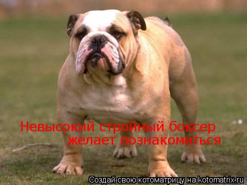 Котоматрица: Невысокий стройный боксер желает познакомиться