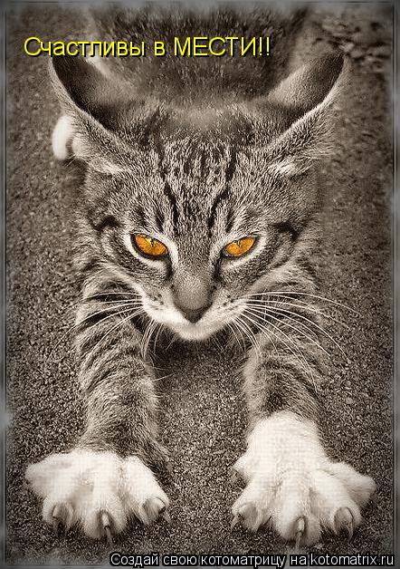 Счастливы в МЕСТИ!!... Котоматрица: Счастливы в МЕСТИ!!