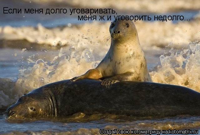 Если меня долго уговаривать, меня ж и уговорить недолго...... Котоматрица: Если меня долго уговаривать, меня ж и уговорить недолго...