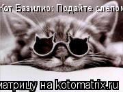 Котоматрица: Кот Базилио: Подайте слепому!