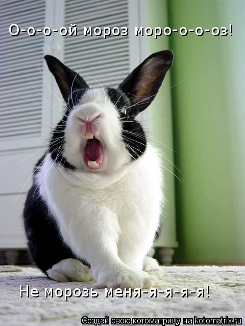 О-о-о-ой мороз моро-о-о-оз! Не морозь меня-я-я-я-я!... Котоматрица: О-о-о-ой мороз моро-о-о-оз! Не морозь меня-я-я-я-я!