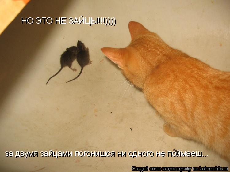 Котоматрица: за двумя зайцами погонишся ни одного не поймаеш... за двумя зайцами погонишся ни одного не поймаеш... НО ЭТО НЕ ЗАЙЦЫ!!!))))