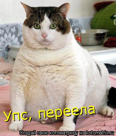 Котоматрица: Упс, переела