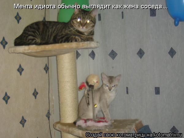Мечта идиота обычно выглядит как жена соседа...... Котоматрица: Мечта идиота обычно выглядит как жена соседа...