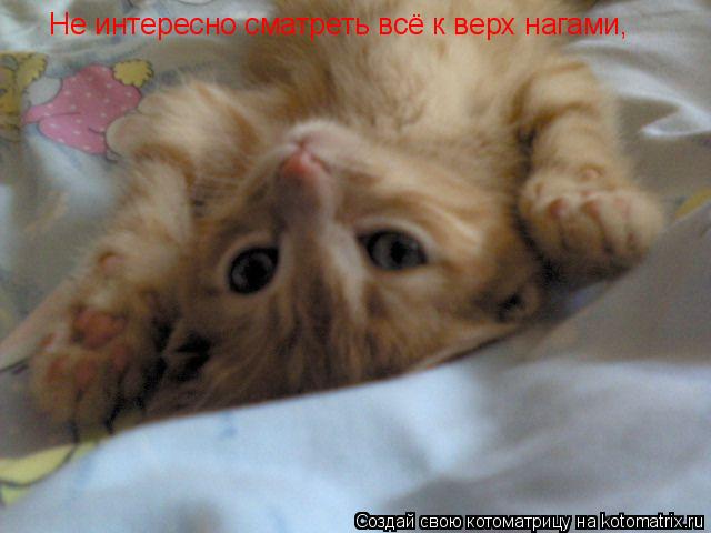 Котоматрица: Не интересно сматреть всё к верх нагами,