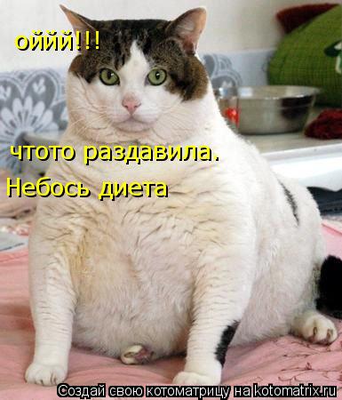 Котоматрица: оййй!!! чтото раздавила. Небось диета