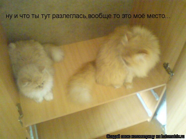 Котоматрица: ну и что ты тут разлеглась,вообще то это моё место...