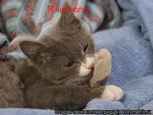 Котоматрица: Я чистюля
