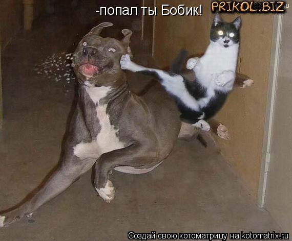 -попал ты Бобик!... Котоматрица: -попал ты Бобик!