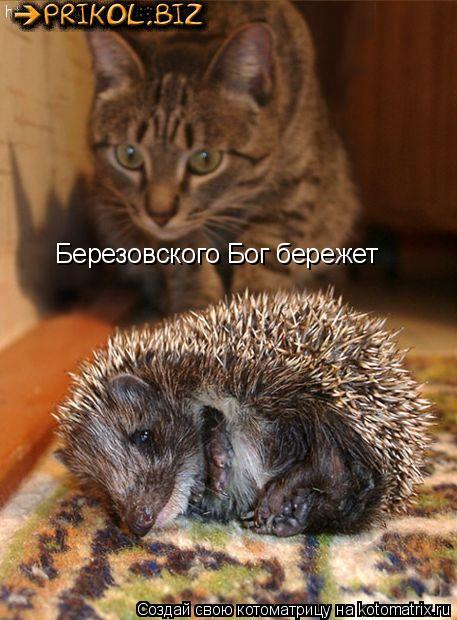 Котоматрица: Березовского Бог бережет