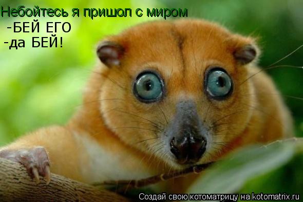 Небойтесь я пришол с миром -БЕЙ ЕГО -да БЕЙ!... Котоматрица: Небойтесь я пришол с миром -БЕЙ ЕГО -да БЕЙ!