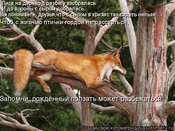 Лиса на дерево с разбегу взобралась И до вороны с сыром добралась. Вы понимаете, друзья,что с сыром в... Котоматрица: Лиса на дерево с разбегу взобралась И до вороны с сыром добралась. Вы понимаете, друзья,что с сыром в кризис так сидеть нельзя, Чтоб с жизнью