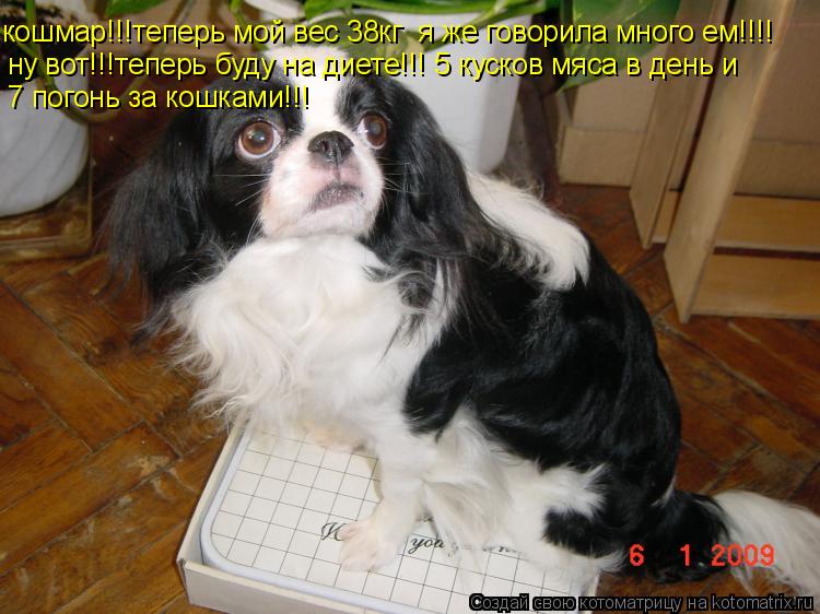 кошмар!!!теперь мой вес 38кг я же говорила много ем!!!! ну вот!!!теперь буду на диете!!! 5 кусков мя... Котоматрица: кошмар!!!теперь мой вес 38кг я же говорила много ем!!!! ну вот!!!теперь буду на диете!!! 5 кусков мяса в день и 7 погонь за кошками!!!