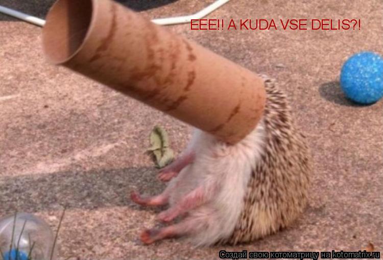 EEE!! A KUDA VSE DELIS?!... Котоматрица: EEE!! A KUDA VSE DELIS?!