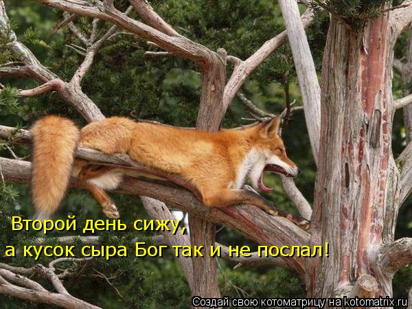 Второй день сижу, а кусок сыра Бог так и не послал!... Котоматрица: Второй день сижу, а кусок сыра Бог так и не послал!