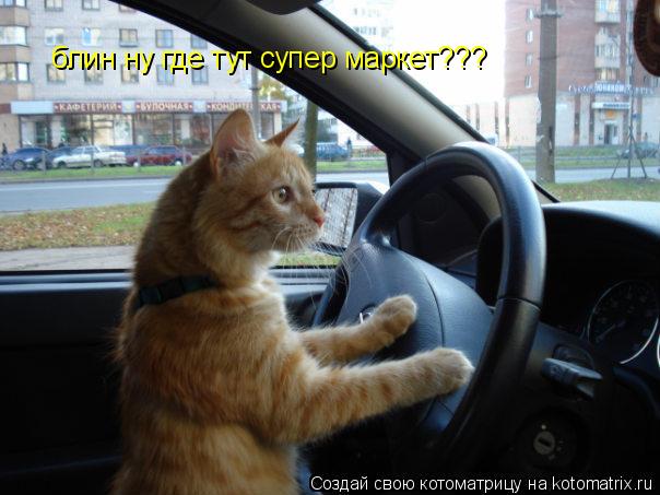 Котоматрица: блин ну где тут супер маркет???