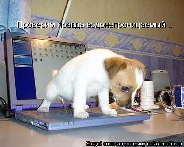 Котоматрица: Проверим правда водонепроницаемый...