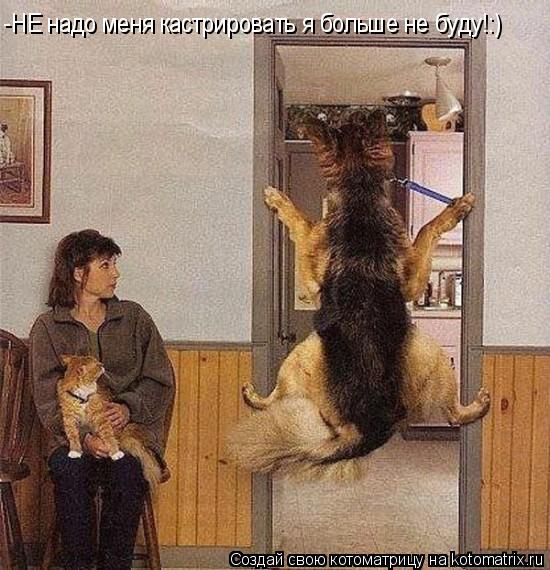 -НЕ надо меня кастрировать я больше не буду!:)... Котоматрица: -НЕ надо меня кастрировать я больше не буду!:)