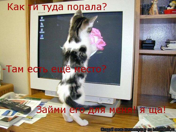 Как ти туда попала? -Там есть ещё место? Займи его для меня! я ща!... Котоматрица: Как ти туда попала? -Там есть ещё место? Займи его для меня! я ща!