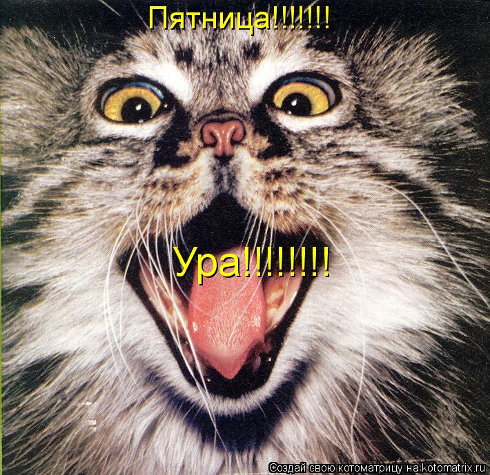 Пятница!!!!!!! Ура!!!!!!!!... Котоматрица: Пятница!!!!!!! Ура!!!!!!!!