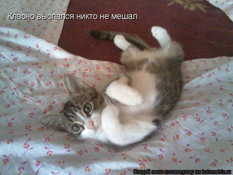 Класно выспался никто не мешал... Котоматрица: Класно выспался никто не мешал