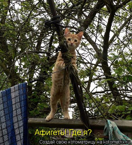 Афигеть! Где я?... Котоматрица: Афигеть! Где я?