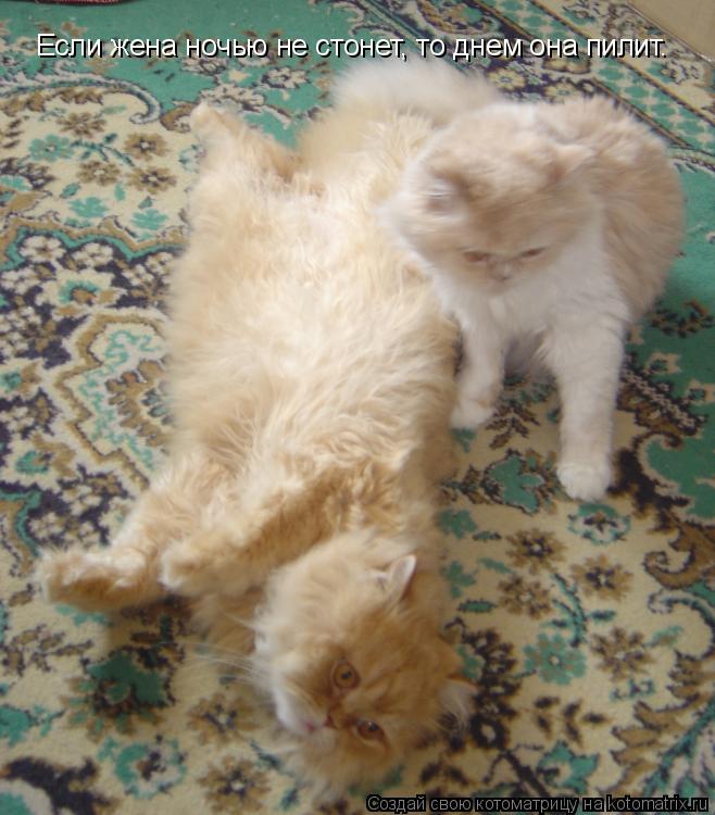 Котоматрица: Если жена ночью не стонет, то днем она пилит.