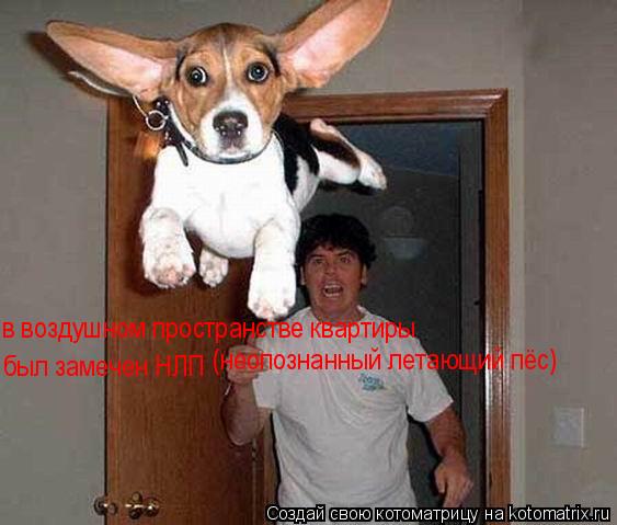 в воздушном пространстве квартиры был замечен НЛП (неопознанный летающий пёс)... Котоматрица: в воздушном пространстве квартиры был замечен НЛП (неопознанный летающий пёс)