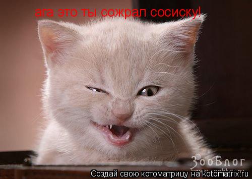 ага это ты сожрал сосиску!... Котоматрица: ага это ты сожрал сосиску!