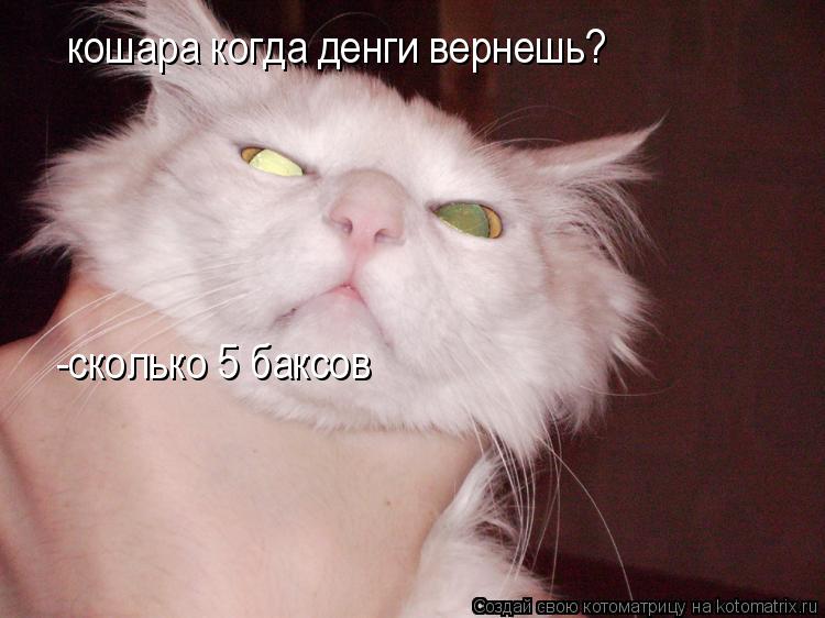 кошара когда денги вернешь? -сколько 5 баксов... Котоматрица: кошара когда денги вернешь? -сколько 5 баксов