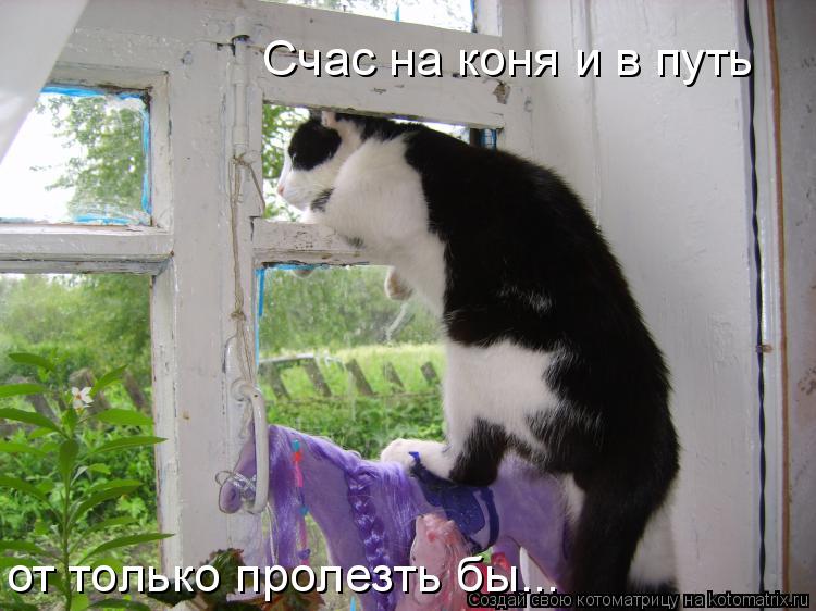 Счас на коня и в путь от только пролезть бы...... Котоматрица: Счас на коня и в путь от только пролезть бы...