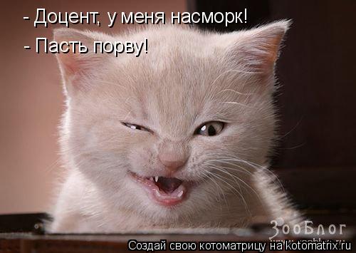 - Доцент, у меня насморк! - Доцент, у меня насморк! - Пасть порву!... Котоматрица: - Доцент, у меня насморк! - Доцент, у меня насморк! - Пасть порву!