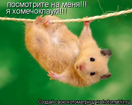 посмотрите на меня!!! я хомечокпаук!!!!... Котоматрица: посмотрите на меня!!! я хомечокпаук!!!!