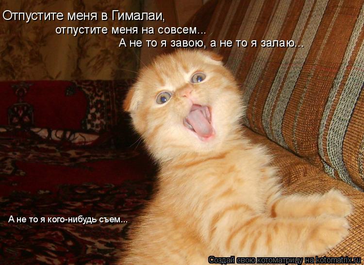 Котоматрица: Отпустите меня в Гималаи, отпустите меня на совсем... А не то я завою, а не то я залаю... А не то я кого-нибудь съем...