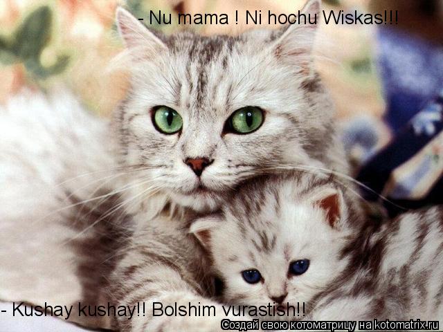 - Nu mama ! Ni hochu Wiskas!!! - Kushay kushay!! Bolshim vurastish!!... Котоматрица: - Nu mama ! Ni hochu Wiskas!!! - Kushay kushay!! Bolshim vurastish!!