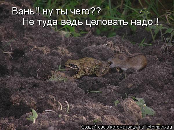 Котоматрица: Вань!! ну ты чего?? Не туда ведь целовать надо!!