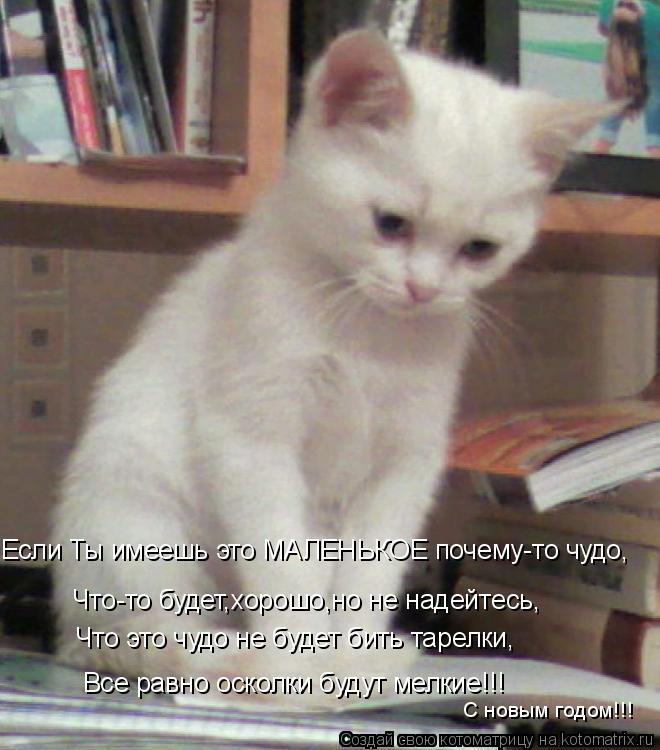 Котоматрица: Если Ты имеешь это МАЛЕНЬКОЕ почему-то чудо, Что-то будет,хорошо,но не надейтесь, Что это чудо не будет бить тарелки, Все равно осколки будут 